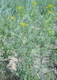Euphorbia uralensis