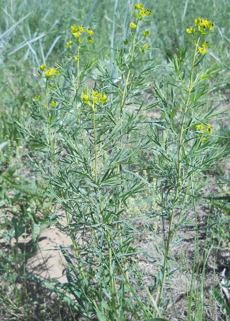 Изображение особи Euphorbia uralensis.