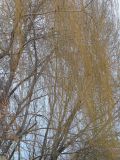 Salix babylonica