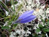 Campanula lasiocarpa