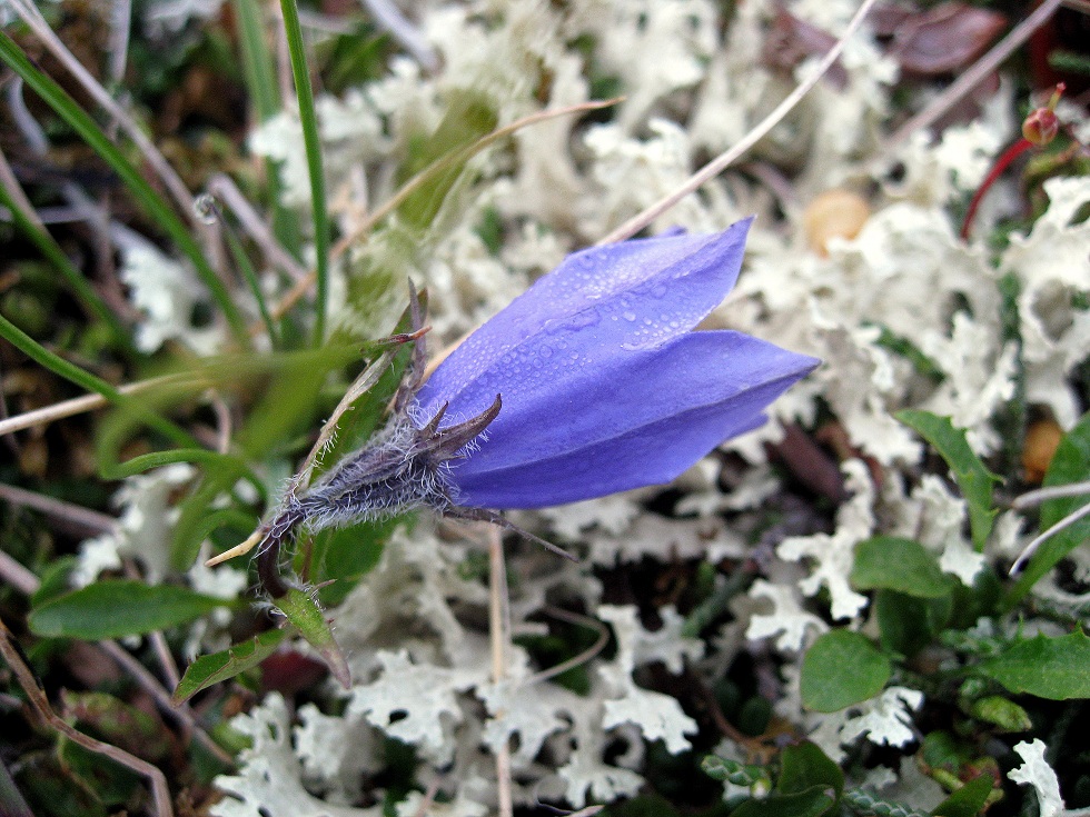 Изображение особи Campanula lasiocarpa.