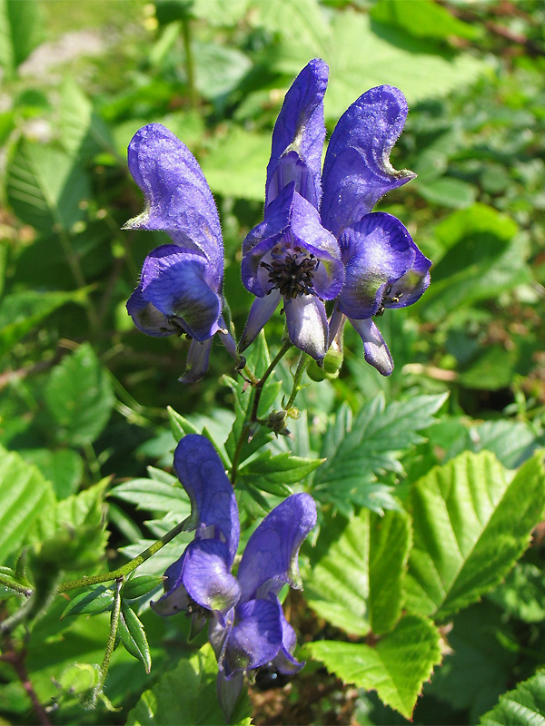 Изображение особи Aconitum degenii.