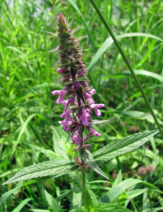 Изображение особи Stachys palustris.