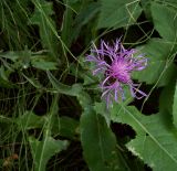 Centaurea jacea. Соцветие. Курская обл., г. Железногорск, ур. Опажье у ж.д. вокзала. 30 июля 2007 г.