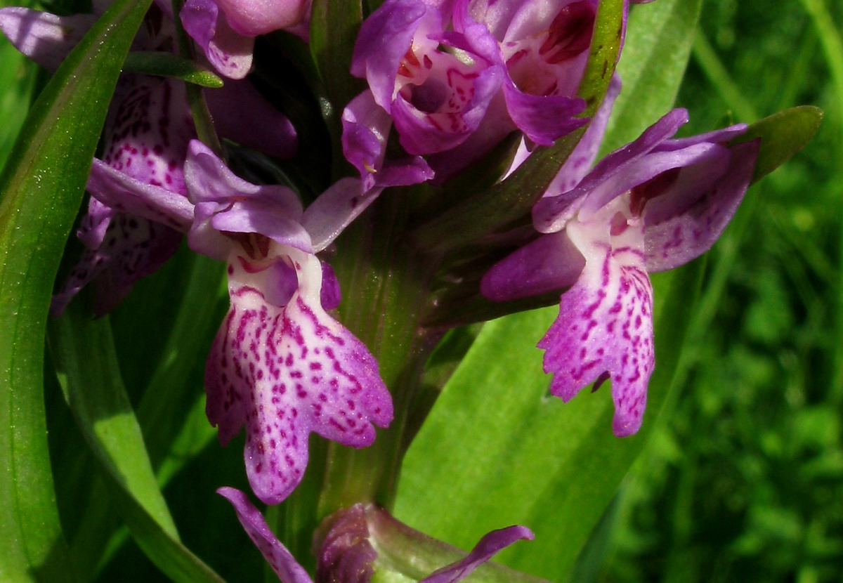 Image of Dactylorhiza sibirica specimen.