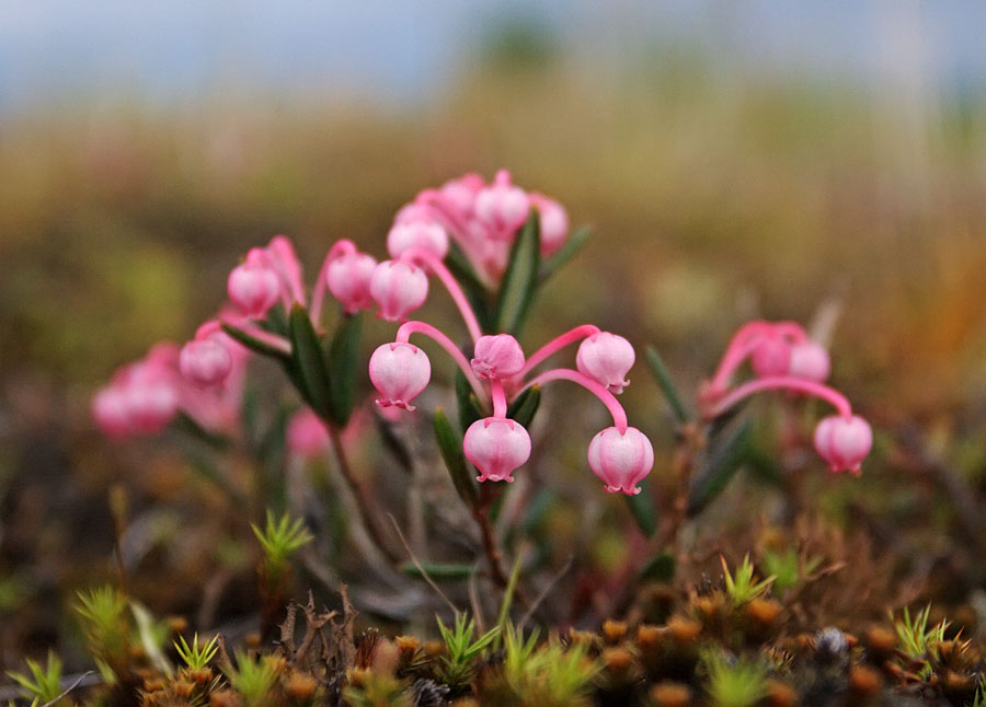 Изображение особи Andromeda polifolia.