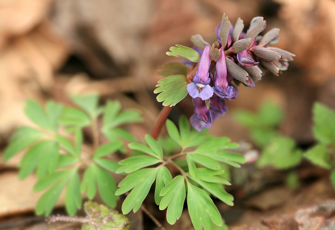 Изображение особи Corydalis solida.