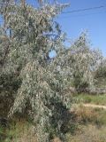Elaeagnus angustifolia. Плодоносящее дерево. Крым, г. Саки, у дороги возле санатория \"Полтава\". 24.08.2011.