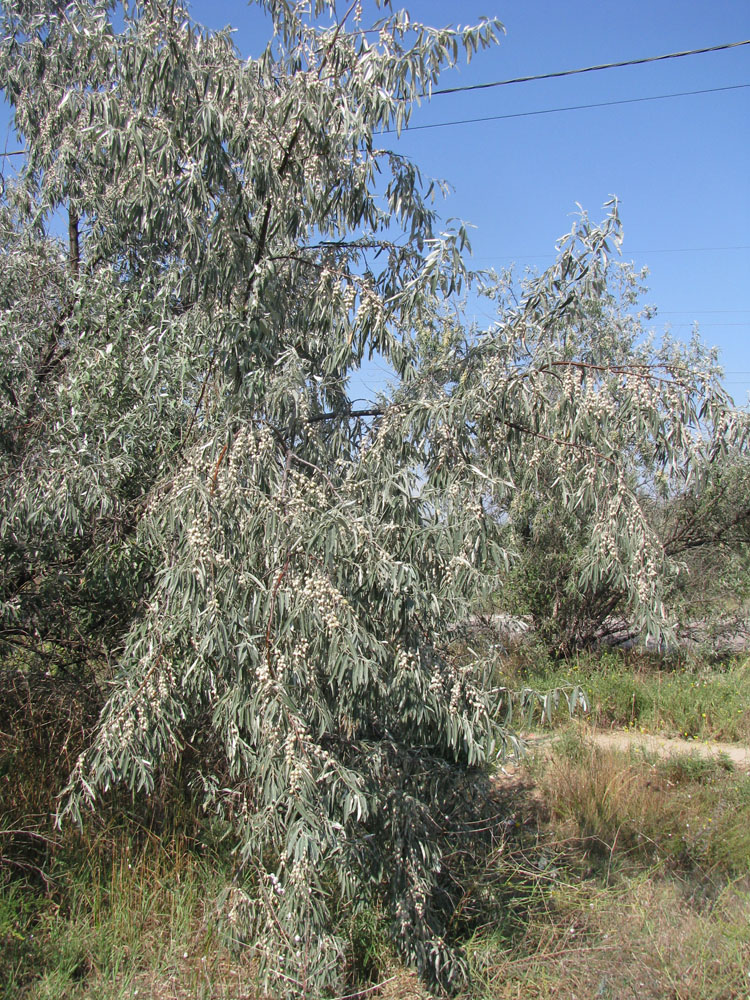 Изображение особи Elaeagnus angustifolia.