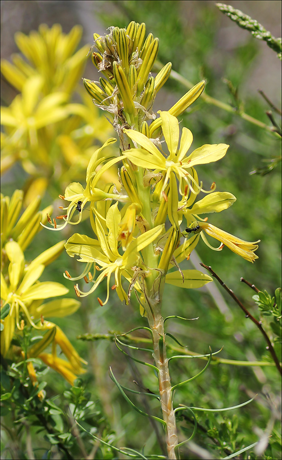 Изображение особи Asphodeline lutea.