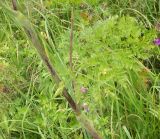 Chaerophyllum bulbosum