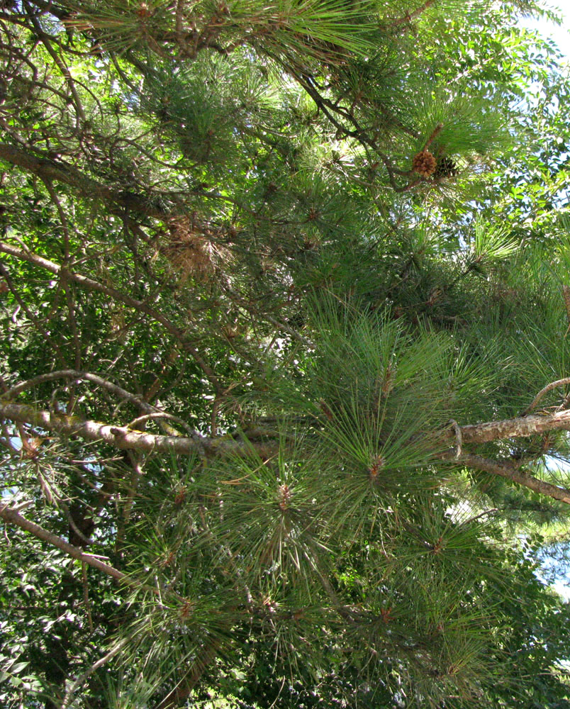 Image of Pinus pityusa specimen.