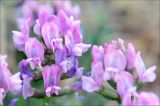 Oxytropis vassilczenkoi subspecies substepposa. Цветки. Магаданская обл., Колымское нагорье, окр. пос. Ягодное. 02.06.2012.