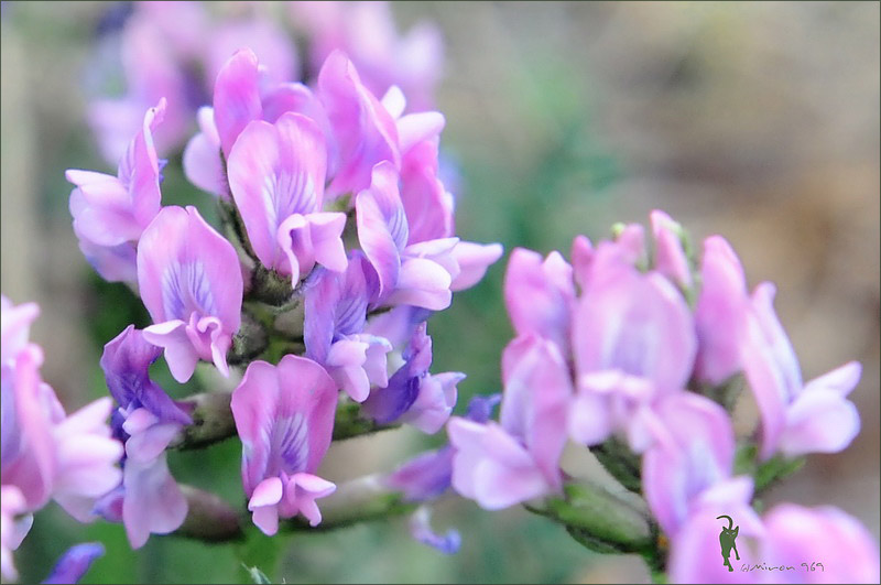 Изображение особи Oxytropis vassilczenkoi ssp. substepposa.