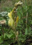 Oxytropis hippolyti