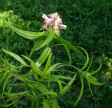 Melampyrum cristatum