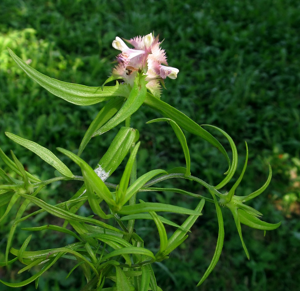 Изображение особи Melampyrum cristatum.