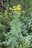 Tanacetum pseudachillea