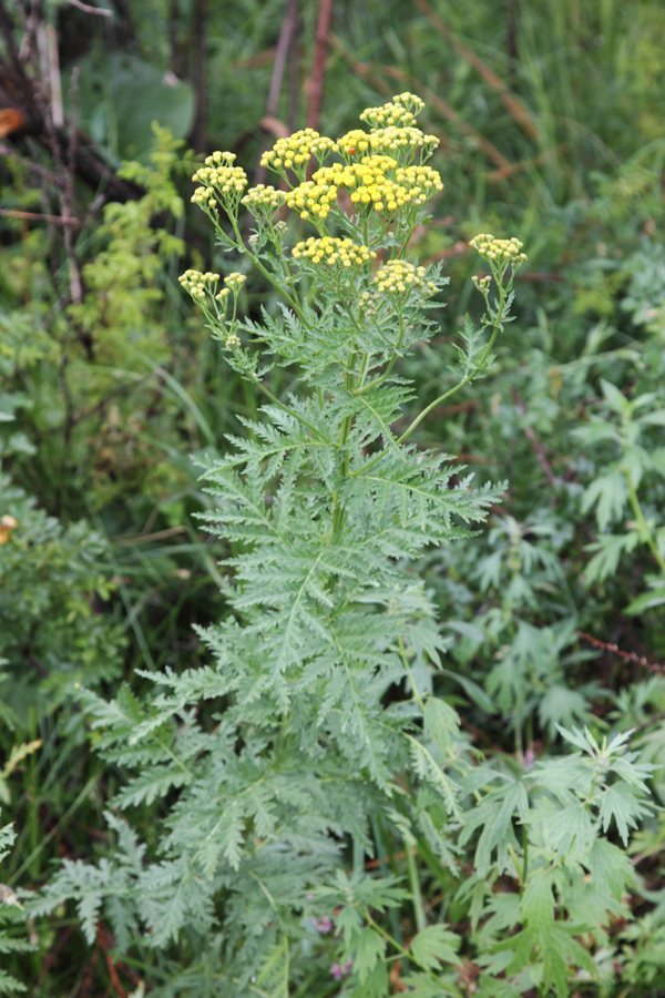 Изображение особи Tanacetum pseudachillea.