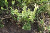 Scutellaria cordifrons