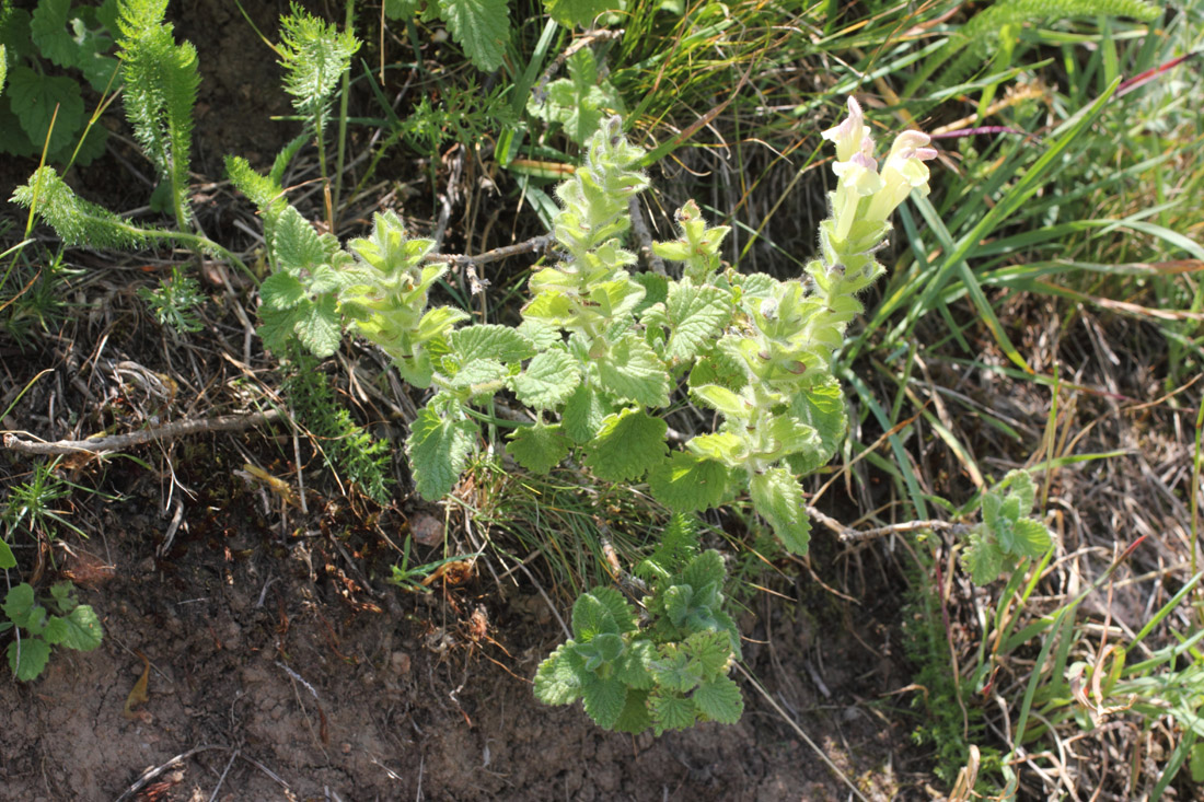 Image of Scutellaria cordifrons specimen.