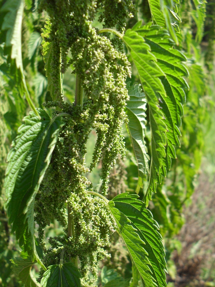 Image of Urtica dioica specimen.
