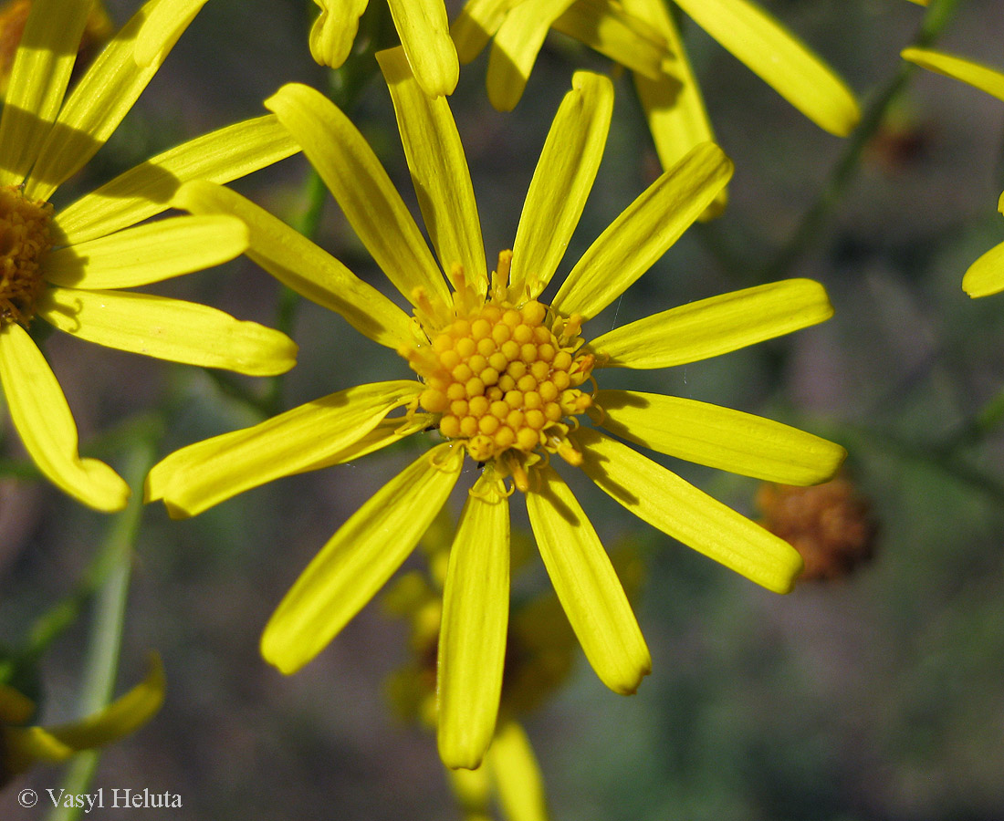 Изображение особи Senecio jacobaea.