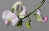 Lathyrus latifolius. Соцветие. Германия, г. Кемпен, у дороги. 10.07.2012.