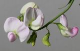 Lathyrus latifolius