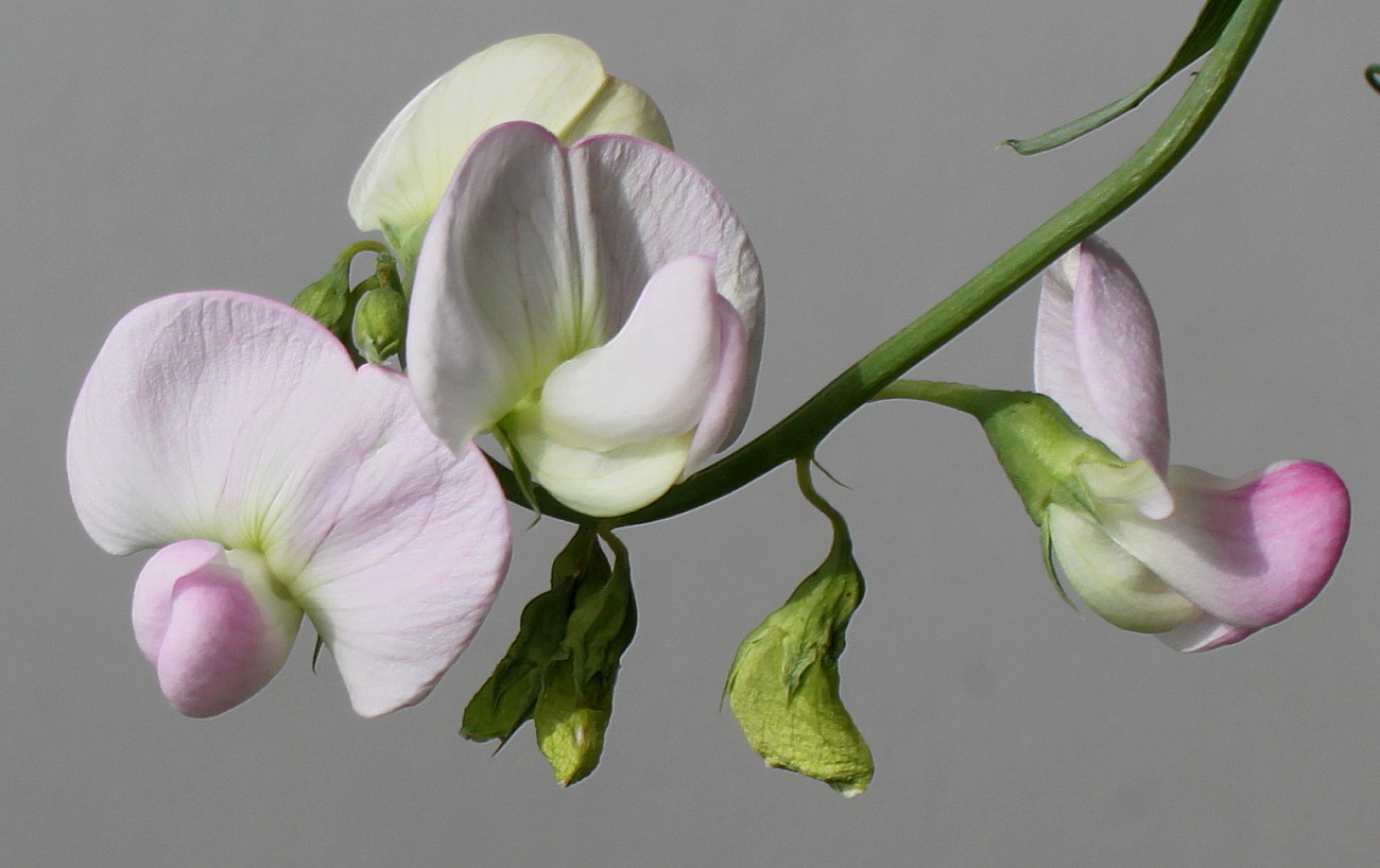 Изображение особи Lathyrus latifolius.