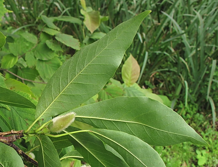 Image of genus Magnolia specimen.