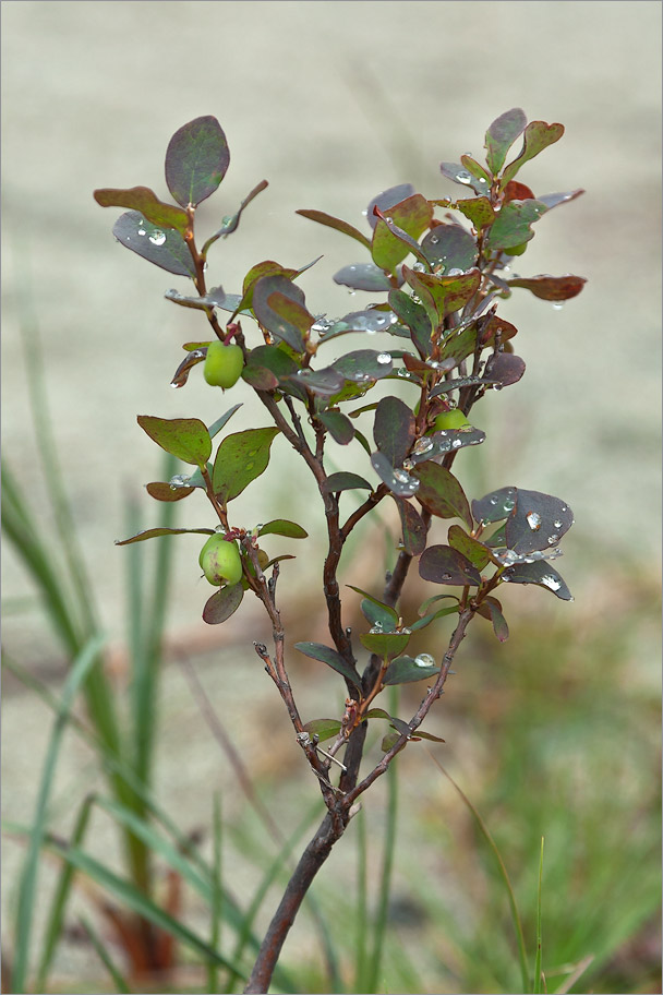 Image of Vaccinium uliginosum specimen.