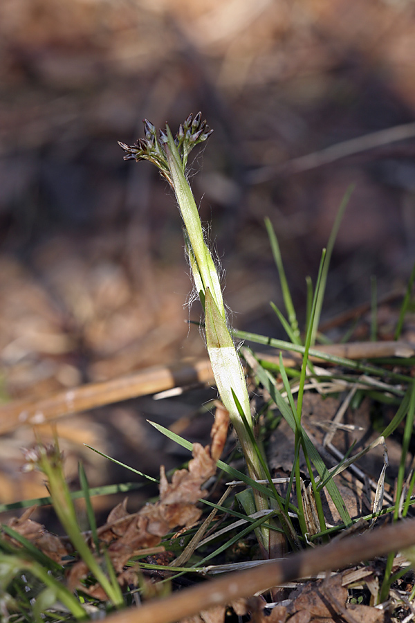 Image of Luzula pilosa specimen.