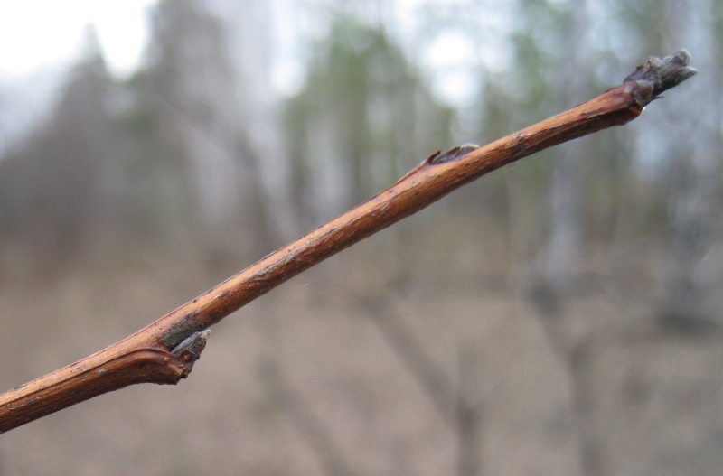 Image of Physocarpus opulifolius specimen.
