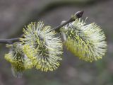 Salix caprea