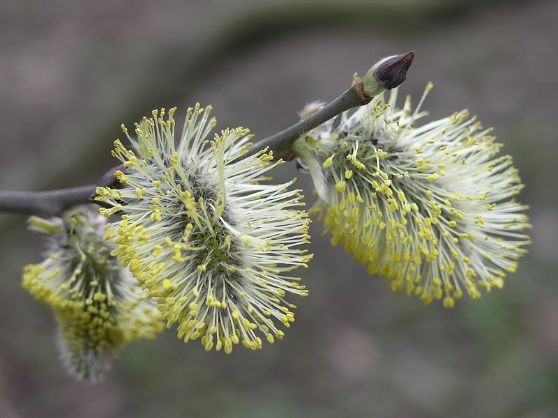 Image of Salix caprea specimen.