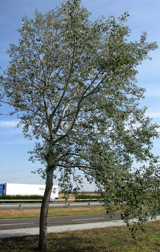 Изображение особи Populus alba.