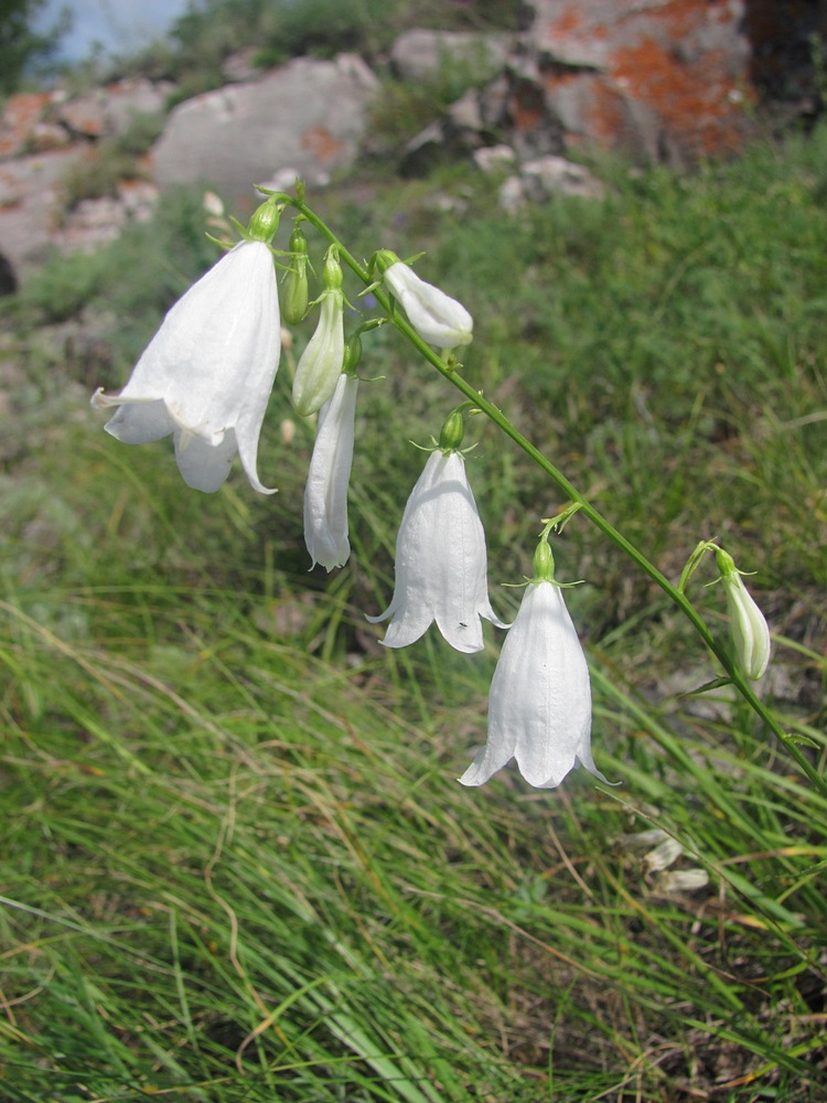Image of Adenophora coronopifolia specimen.