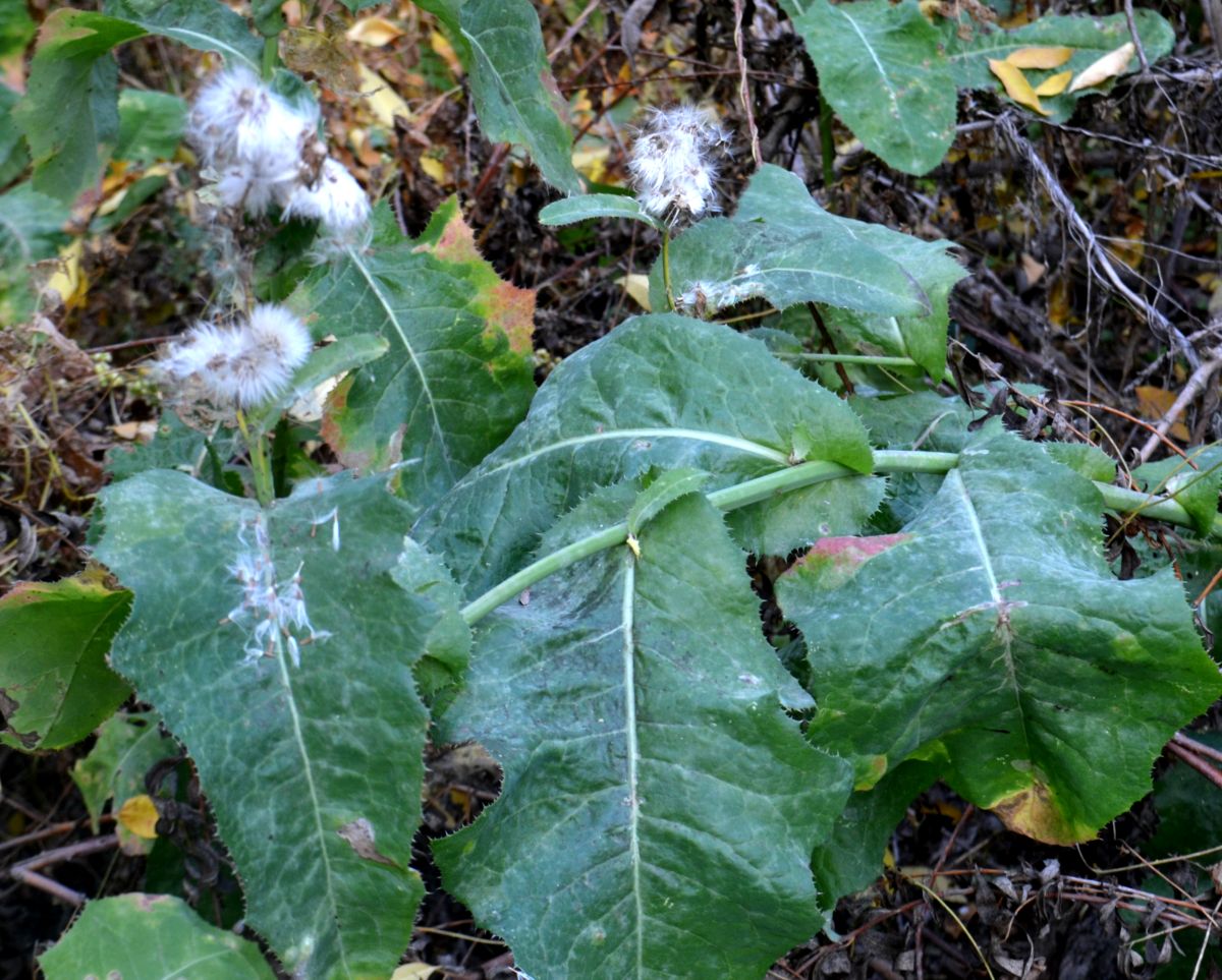 Image of Sonchus arvensis ssp. uliginosus specimen.