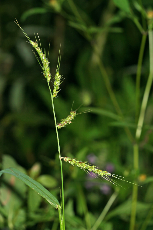 Image of Echinochloa crus-galli specimen.