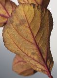 Spiraea betulifolia