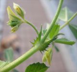 Medicago truncatula