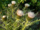 Cirsium rhizocephalum