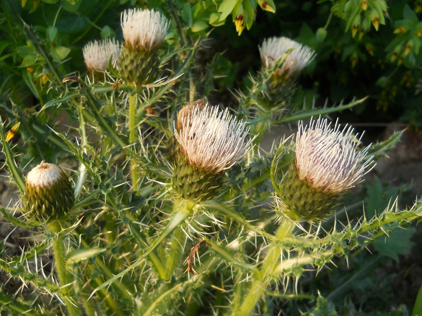 Изображение особи Cirsium rhizocephalum.