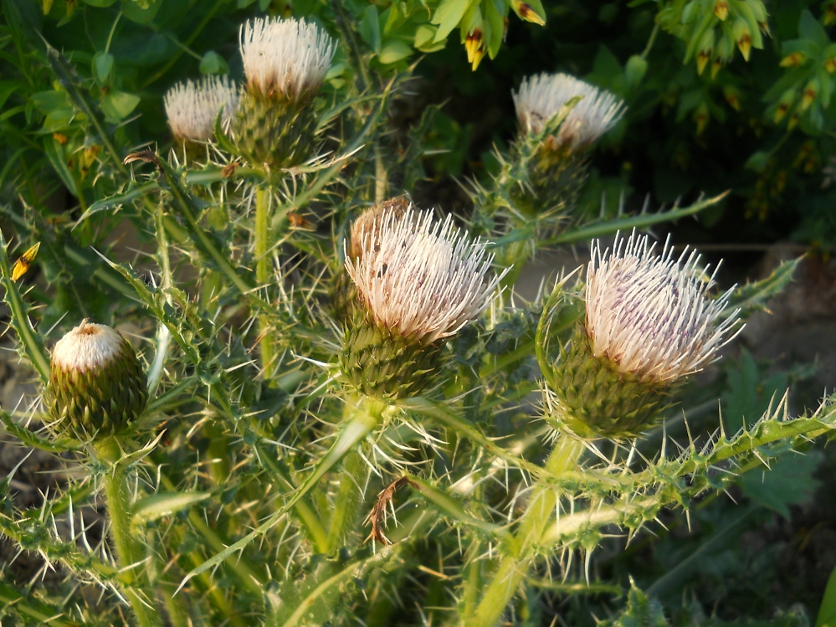 Image of Cirsium rhizocephalum specimen.