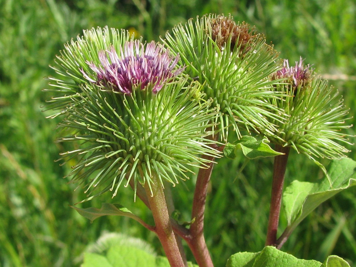 Изображение особи Arctium lappa.