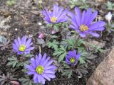 Anemone blanda