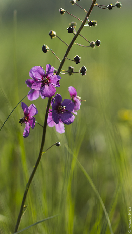 Image of Verbascum phoeniceum specimen.