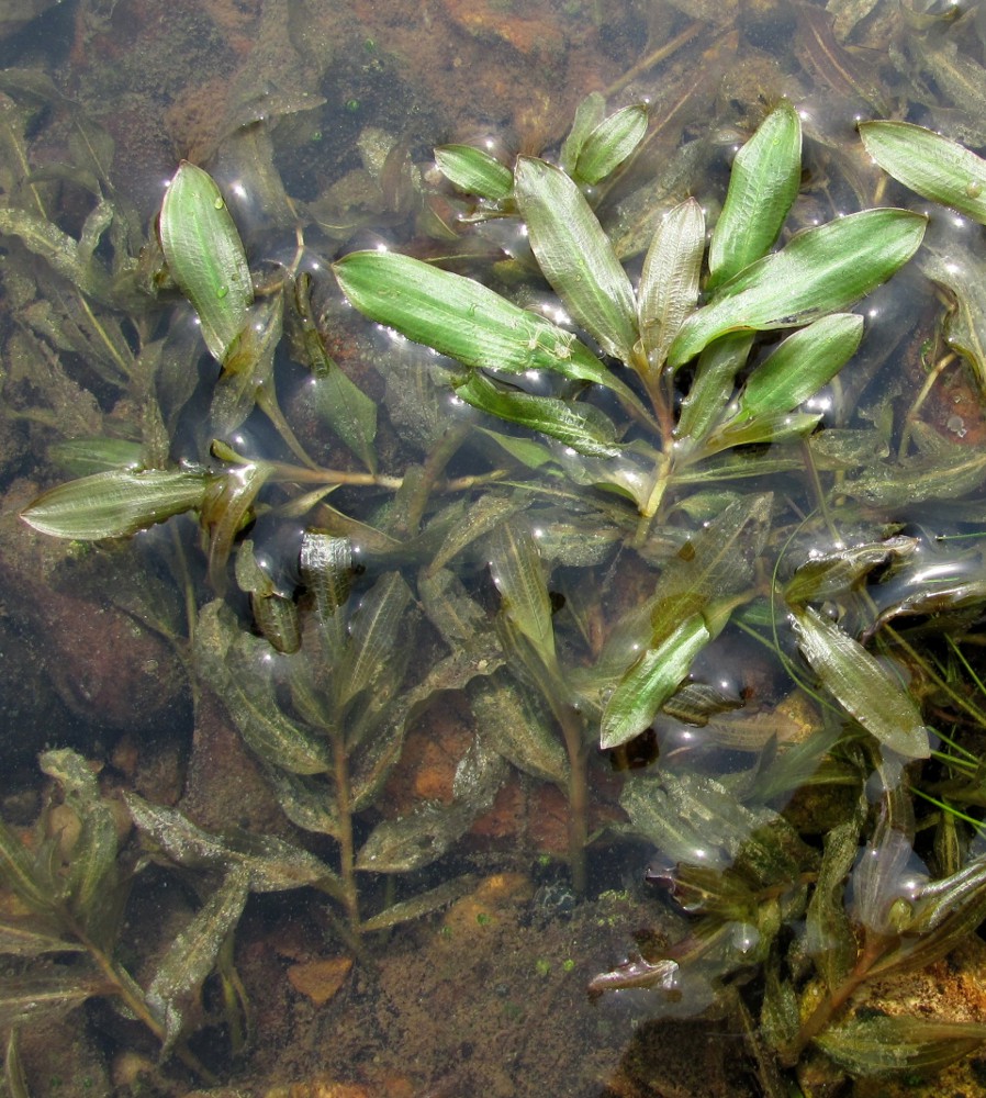 Image of Potamogeton × prussicus specimen.