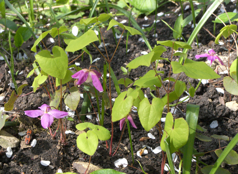 Image of Epimedium macrosepalum specimen.